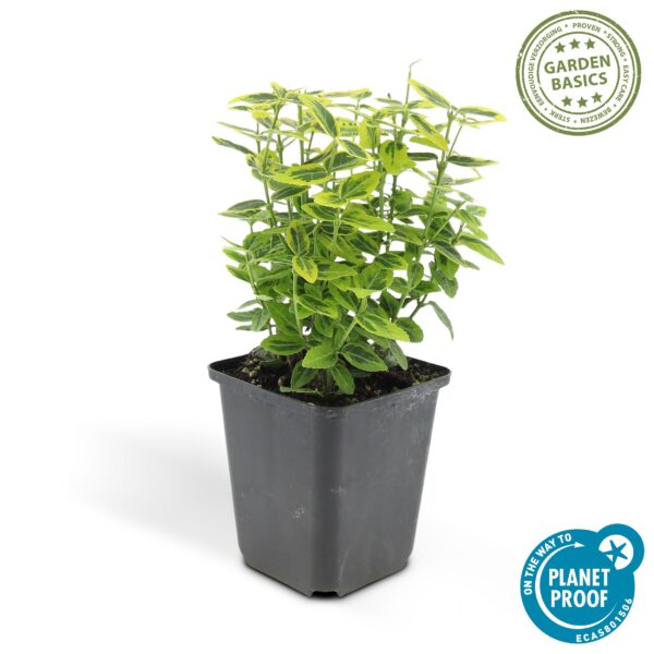 Euonymus fortunei 'Emerald 'n Gold’ | 12 Stücke