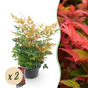 26cb8b8b11c74ef3a2b8ea4d0ff4e2696c0b6855467647aeabb950ff77337ae0.jpg Nandina Gulfstream - Orange - 2 Pflanzen - Immergrün - Pflegeleicht