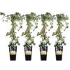 282ce7884ea5431f8c8ac1f0345b31a9437e1d40762e40f6b3d5b61deb5922db.jpg Hedera helix 'Goldheart' | 4 Stück