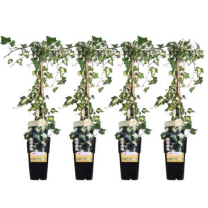 282ce7884ea5431f8c8ac1f0345b31a9437e1d40762e40f6b3d5b61deb5922db.jpg Hedera helix 'Goldheart' | 4 Stück