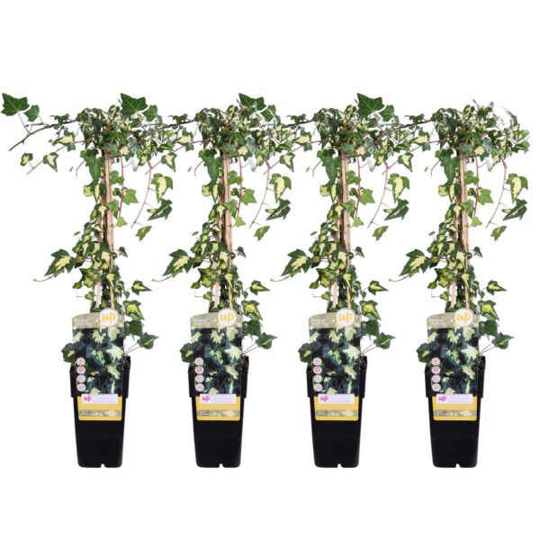 282ce7884ea5431f8c8ac1f0345b31a9437e1d40762e40f6b3d5b61deb5922db.jpg Hedera helix 'Goldheart' | 4 Stück