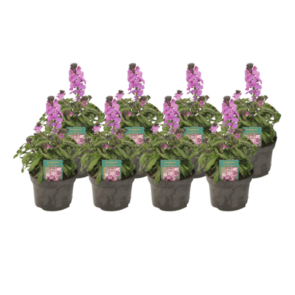 Erysimum Linifolium 'Bowles Mauve' | 8 Stück