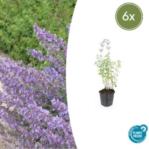 Nepeta 'Walker's Low' | 6 Stücke