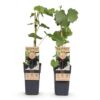 Obstpflanze - Lila Traube - Vitis vinifera Vanessa - Kernlos - 2 Pflanzen