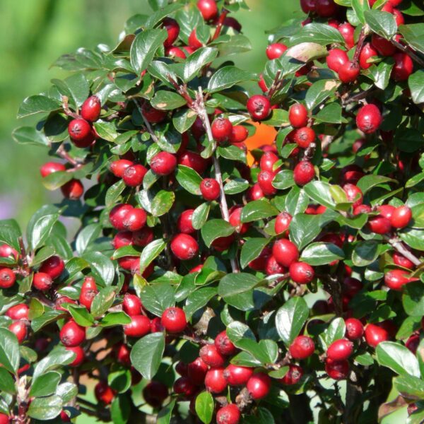 Cotoneaster dammeri | 12 Stücke