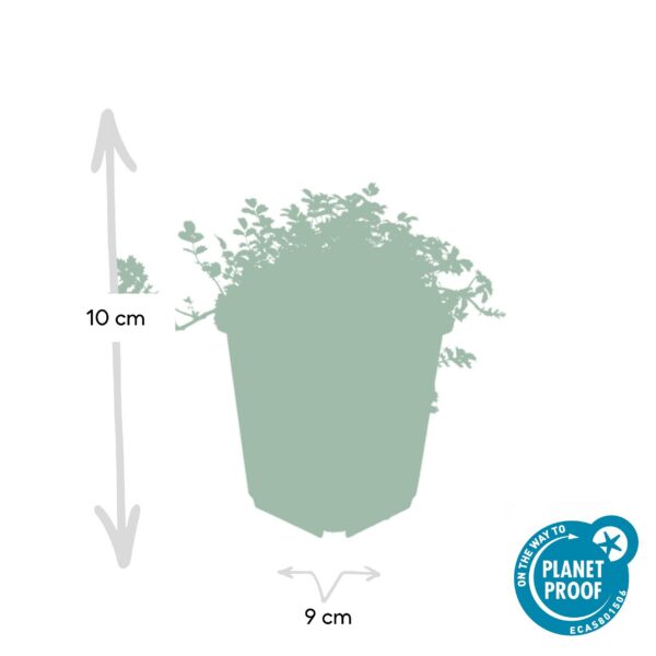 Acaena microphylla 'Kupferteppich' | 6 Stücke