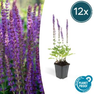 Salvia nemorosa 'Ostfriesland' | 12 Stücke
