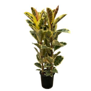 Ficus Elastica Tineke Strauch