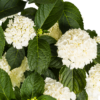 Hortensie - Hydrangea Macrophylla - weiße Blüten