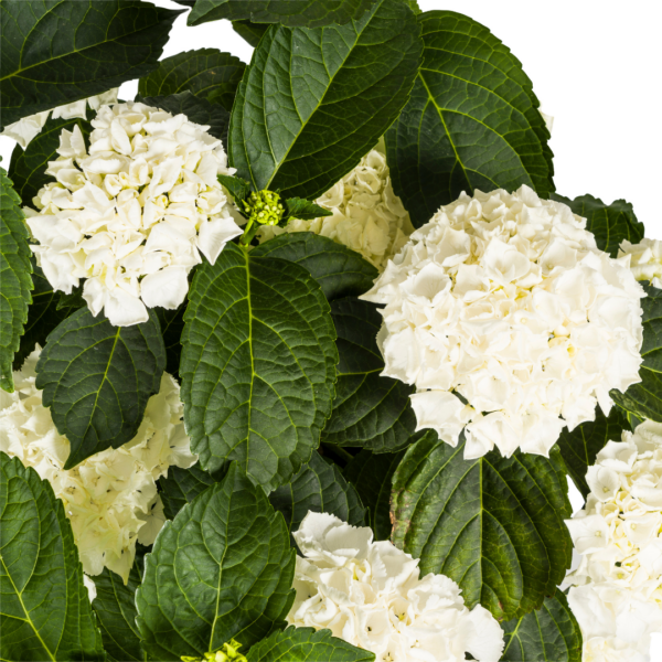 Hortensie - Hydrangea Macrophylla - weiße Blüten