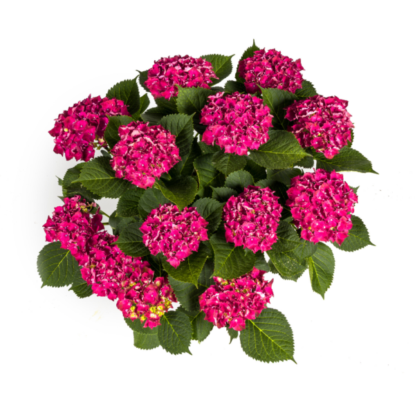 3565f645674441afa2c83bf5e038390c911a322332b64d02b5c836a268ca404f.png Hortensie - Hydrangea Macrophylla - rote Blüten