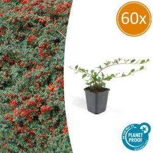 358ccfdfabdd49f69c2019dcfb00f9327e046ebbfcca431dbcd8d1276dc34720.jpg Cotoneaster dammeri 'Major' | 60 Stücke