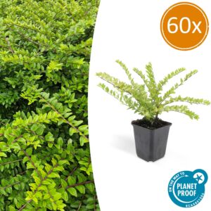 35d4cf208519470b901dd0408a0f5606525df07aaf034174a85e23de4563b124.jpg Lonicera nitida 'Maigrün' | 60 Stücke
