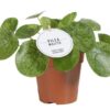 Pilea Mojito