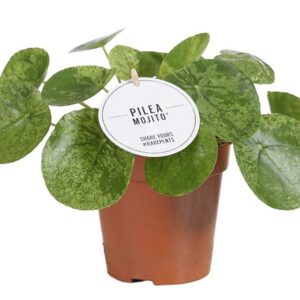 380f9bd0ba424162a7e66364e58944539d09ddabb48a4ea59774b8bffb9ee302.jpg Pilea Mojito
