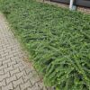 Lonicera nitida 'Maigrün' | 12 Stücke