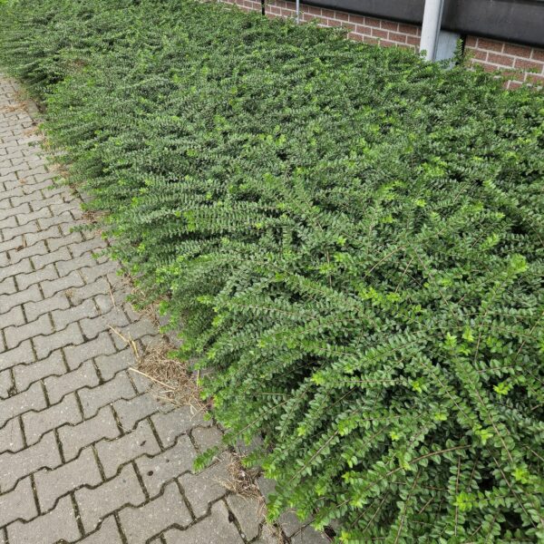 Lonicera nitida 'Maigrün' | 12 Stücke