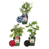 39cf06c6fa084103895c135b89ff019757882fa643c3486fbf32bf2da6099f24.png "Fruchtenparty" BIO Obstpflanzen set im mix von 3 verschiedene Sorten