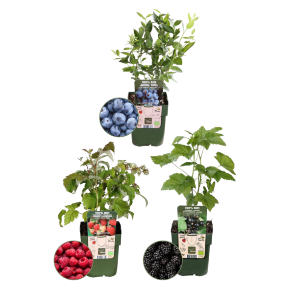 39cf06c6fa084103895c135b89ff019757882fa643c3486fbf32bf2da6099f24.png "Fruchtenparty" BIO Obstpflanzen set im mix von 3 verschiedene Sorten
