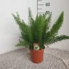 Asparagus densiflorus Meyers