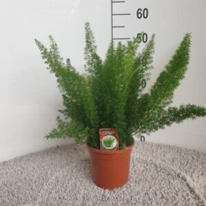 3ce92b104fb34529866f52b96ae26b11bed04a042cfb4a4f99718022db0ab0a7.jpg Asparagus densiflorus Meyers
