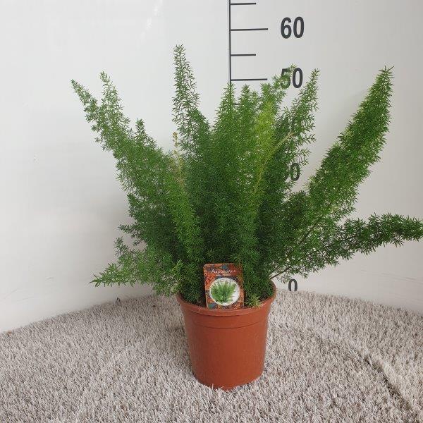 Asparagus densiflorus Meyers