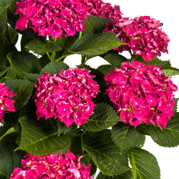 42c05679935949b8bdf1e3c353ae258d48057d035eb7401eb3ea3c45694689aa.png Hortensie - Hydrangea Macrophylla - rote Blüten