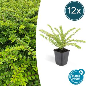 Lonicera nitida 'Maigrün' | 12 Stücke