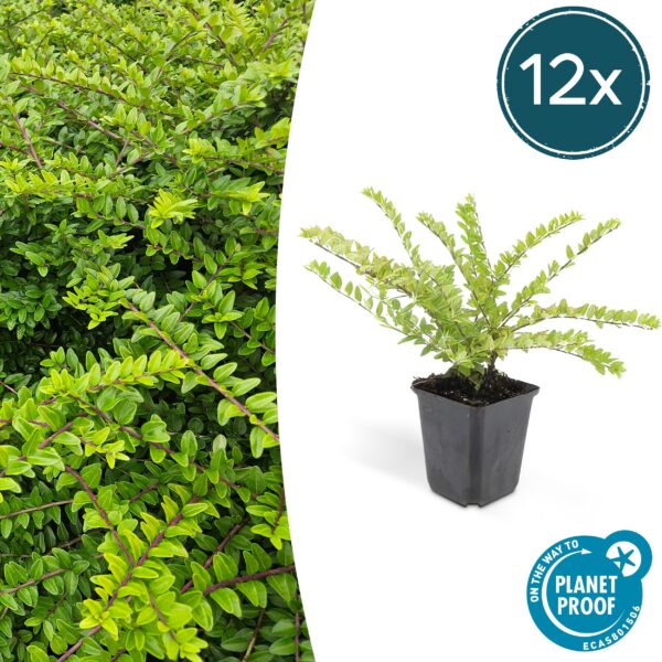 Lonicera nitida 'Maigrün' | 12 Stücke