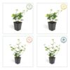 44020b034ee142f5b2ecbbb56c6be7e74be547c483e24ac0adb4062848f7c623.jpg Hedera Hibernica | 60 Stücke