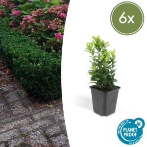 44ac06f31dc74bde97e0d25e66dc0e6ad9bee5f37e6841e7b22caaa15409c1c7.jpg Euonymus japonicus 'Green Spire' | 6 Stücke