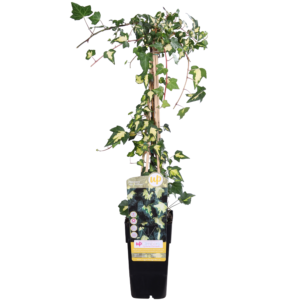 497421464dc143b9bb9fea799662b4b9849005427f794486b91ef6b2b7dd4543.png Hedera helix 'Goldheart'