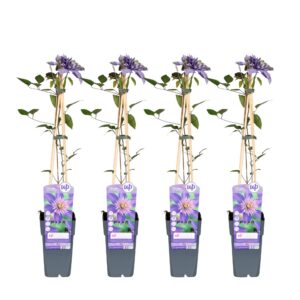49dc6beaf3604117bd4417ad4952c7c2506a7921af0344d6b459a6b64952e93e.jpg Clematis Multi Blau | 4 Stück