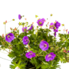 Geranium Rozanne - lila Blüten