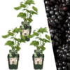 Brombeerenpflanzen BIO | 3 Stücke