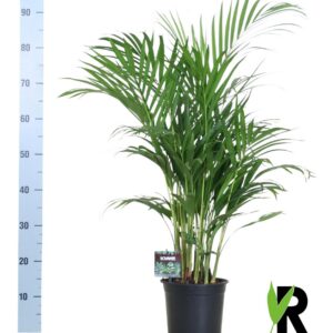 4bf61207b6aa4b028e023bf29d591b06a74a02007baa43ff996201626b5c09ec.jpg Dypsis Lutescens - Arecapalme