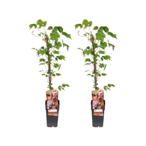 Parthenocissus Tricuspidata veitch boskoop | 2 Stück