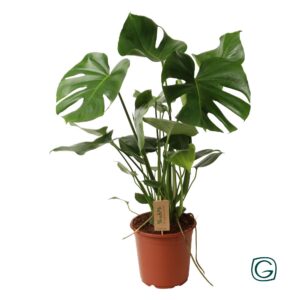 4c6c8ee2c54c4baeada2177592d26863efee4a20c0094f9bbc59bb7b1994a40f.jpg Monstera deliciosa