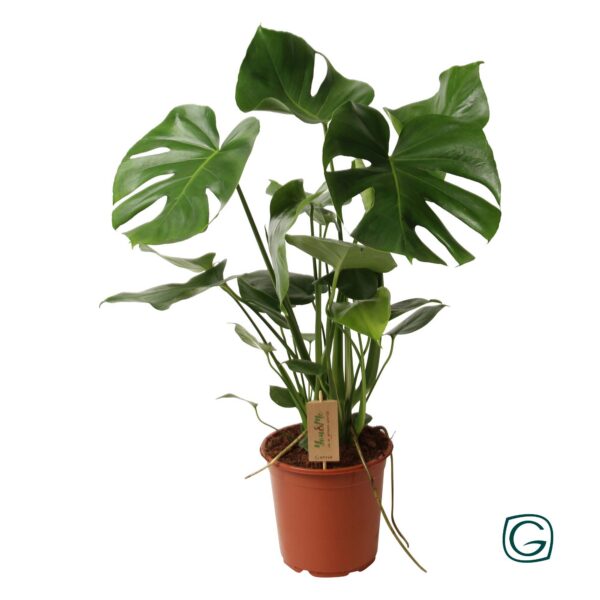 4c6c8ee2c54c4baeada2177592d26863efee4a20c0094f9bbc59bb7b1994a40f.jpg Monstera deliciosa