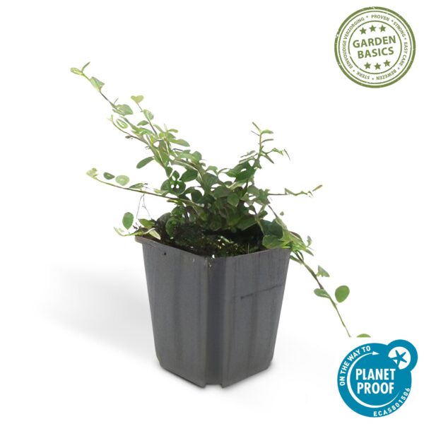 Cotoneaster prostratus 'Queen of Carpets' | 6 Stücke