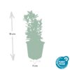 Euonymus japonicus 'Green Spire' | 12 Stücke