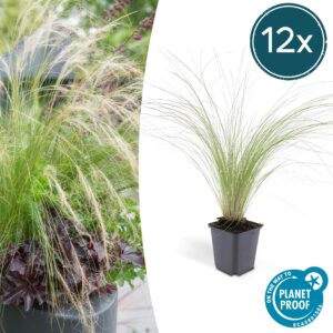 Stipa tenuissima 'Ponytails' | 12 Stücke