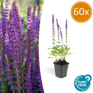 Salvia nemorosa 'Ostfriesland' | 60 Stücke