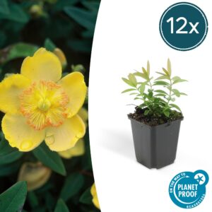 Hypericum calycinum | 12 Stücke