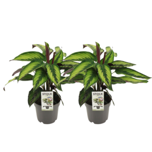 Calathea Majestica Princeps | 2 Stück