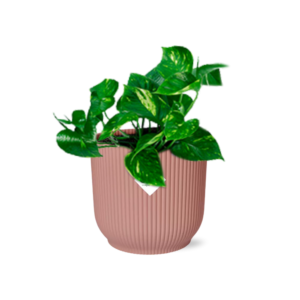 6509fd6ef5e94e31b9823361846d4a969ca841eb1fd546768bb6b239b2d11213.png Epipremnum Pinnatum 'Aureum' in ELHO Vibes Fold rosa