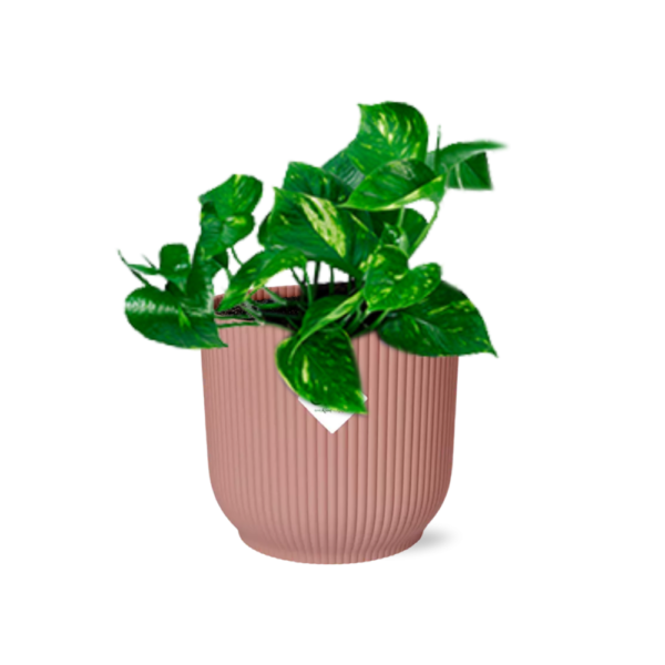 6509fd6ef5e94e31b9823361846d4a969ca841eb1fd546768bb6b239b2d11213.png Epipremnum Pinnatum 'Aureum' in ELHO Vibes Fold rosa