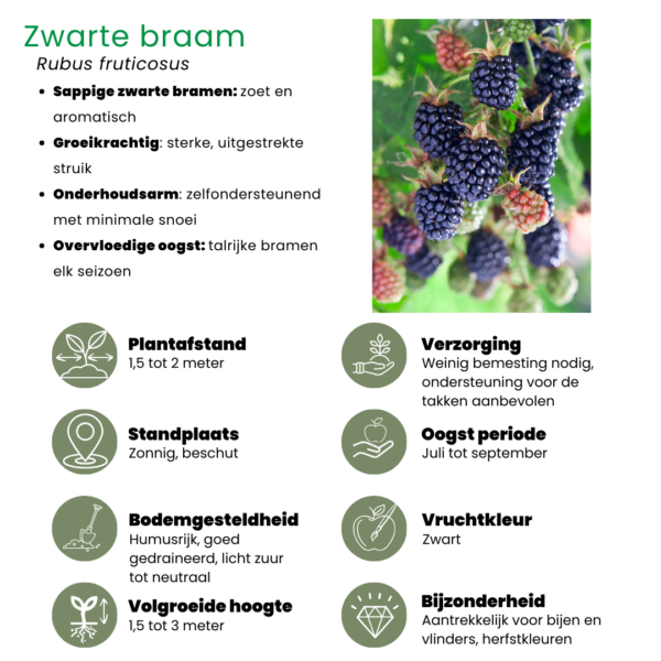 677faba584c04132af6eacb4be13d0ad81804bca5b9d4e78af79b933fd143f34.png "Fruchtenparty" BIO Obstpflanzen set im mix von 3 verschiedene Sorten