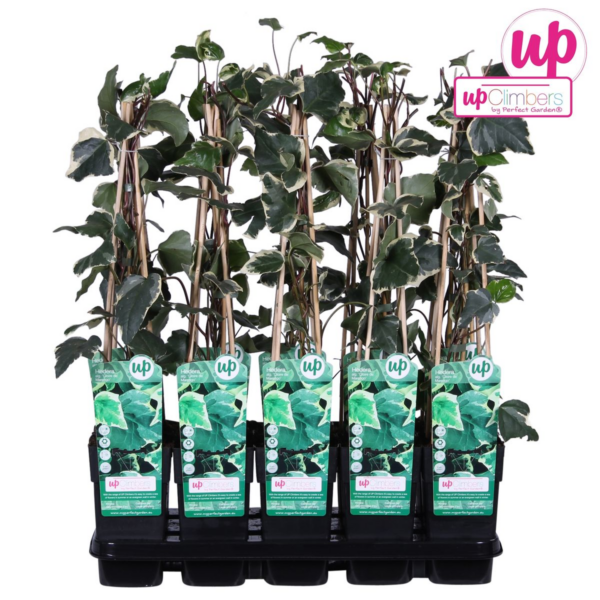 Hedera algeriensis 'Gloire de Maren'