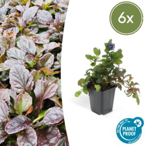 Ajuga reptans | 6 Stücke